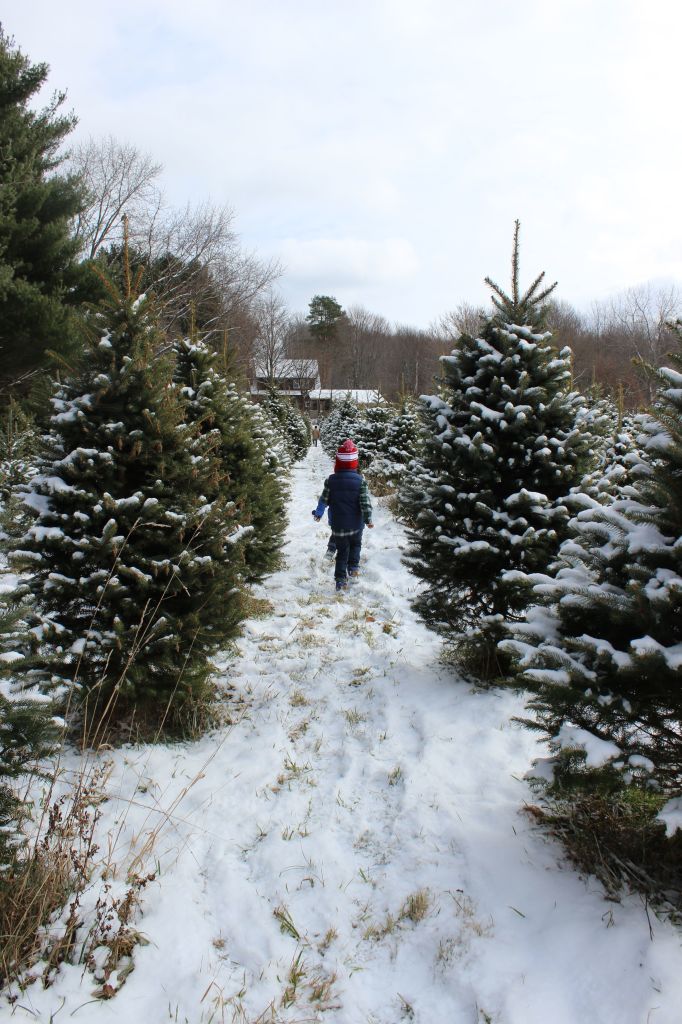 Christmas Tree 2014.