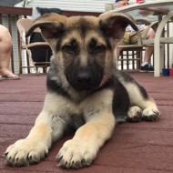 Meet Duke!